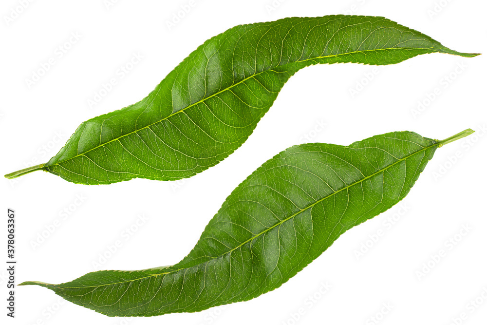 Peach leaf closeup