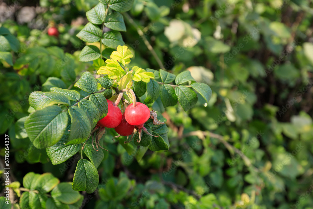 The wild rose hip bush with berries