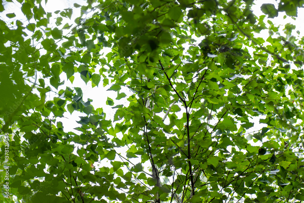 Spring landscape of trees against the sky. Green trees at the top of the forest, blue sky, bottom vi