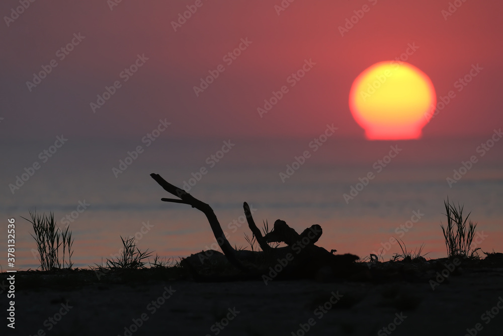 A huge red Sun slowly rises from the horizon over the Danube. Against the background of an old dead 