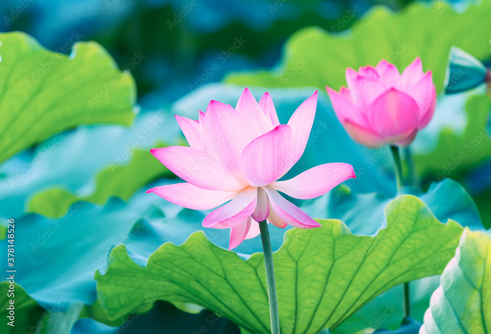 blooming lotus flower