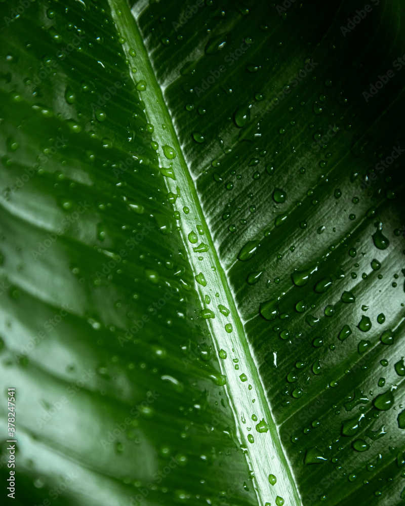 water drops on leaf