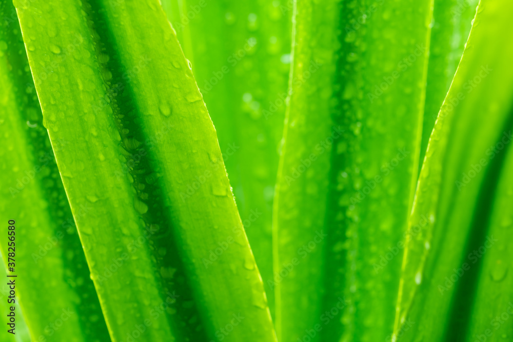 Selective focus fresh green leaves with raindrop. Water drops or rain drop on green plant leaves in 