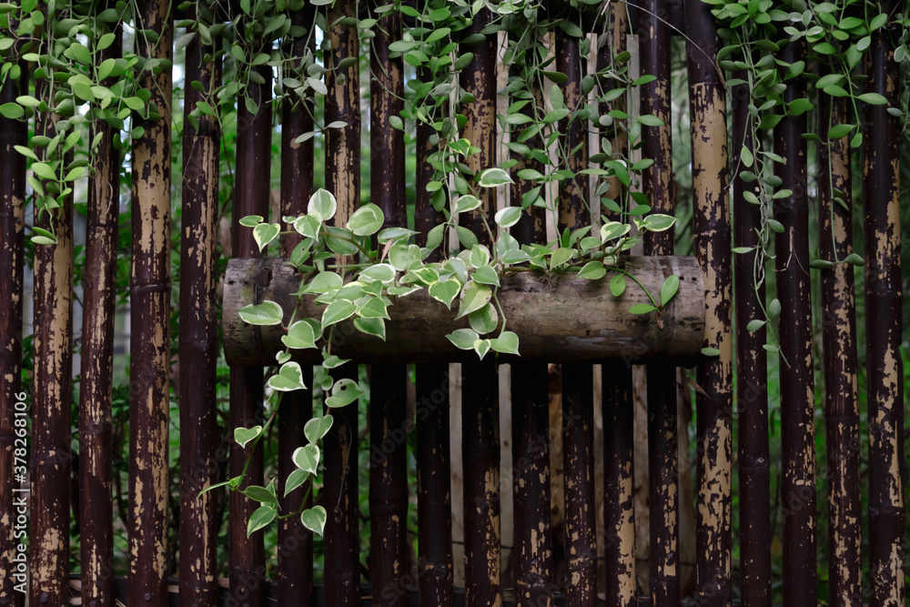 ivy plant decorate on bamboo at park