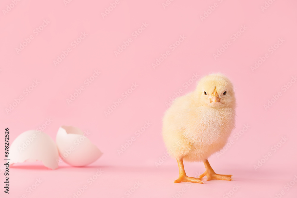 Cute hatched chick on color background