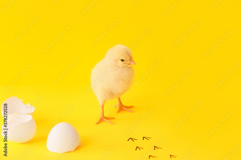 Cute hatched chick on color background