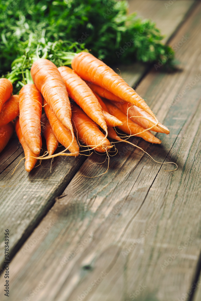 Carrot. Fresh Carrots bunch on rustic background. Raw fresh organic orange carrots.