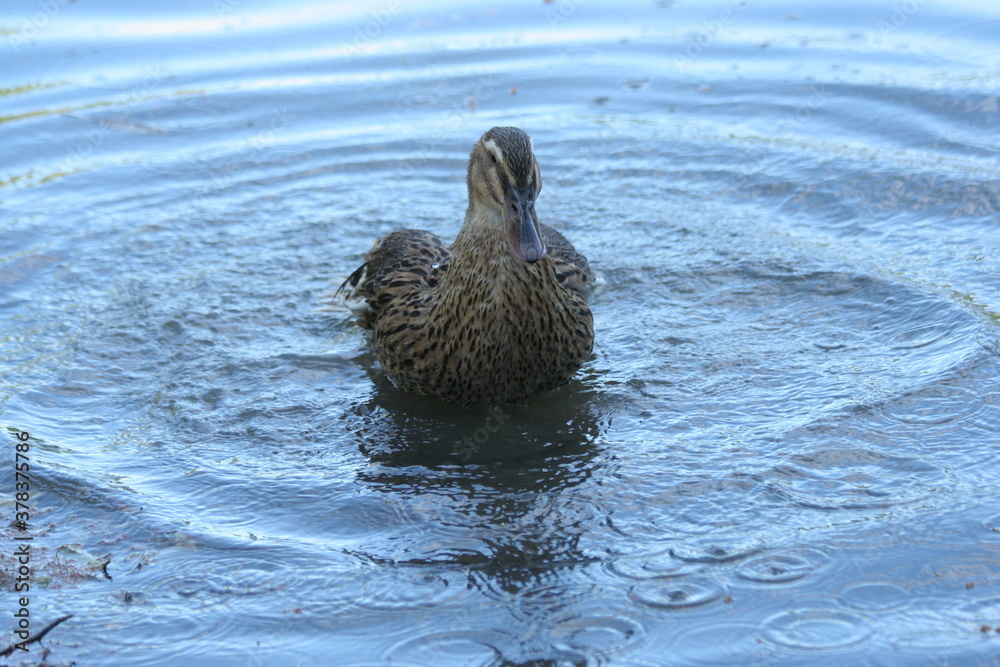 canard su létang de zoutwater