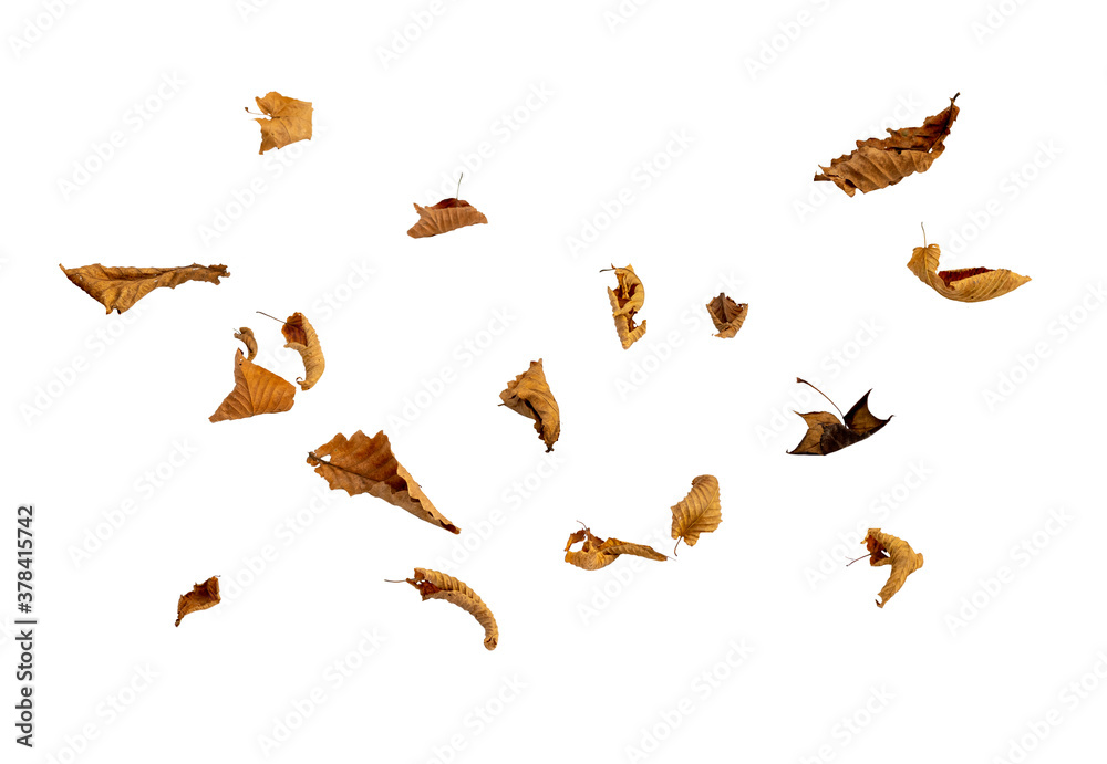 Dry autumn falling leaves on white background