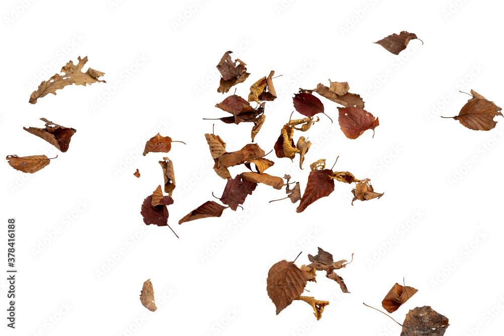 Dry autumn falling leaves on white background