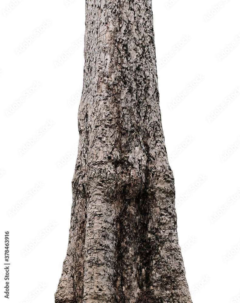 trunks tree isolate on white background