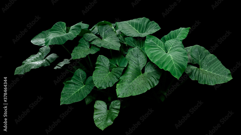 tropical green leaves on black background