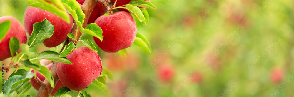 Red apples on tree branches