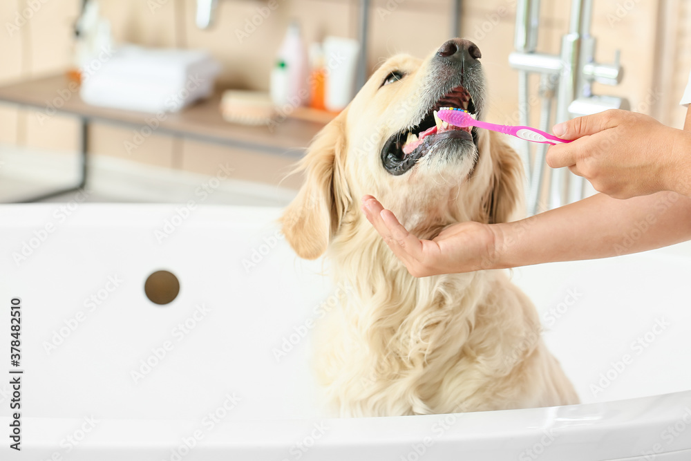 Owner brushing teeth of cute dog in bathroom