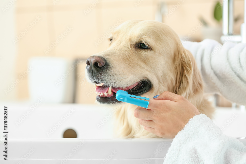 Owner brushing teeth of cute dog in bathroom