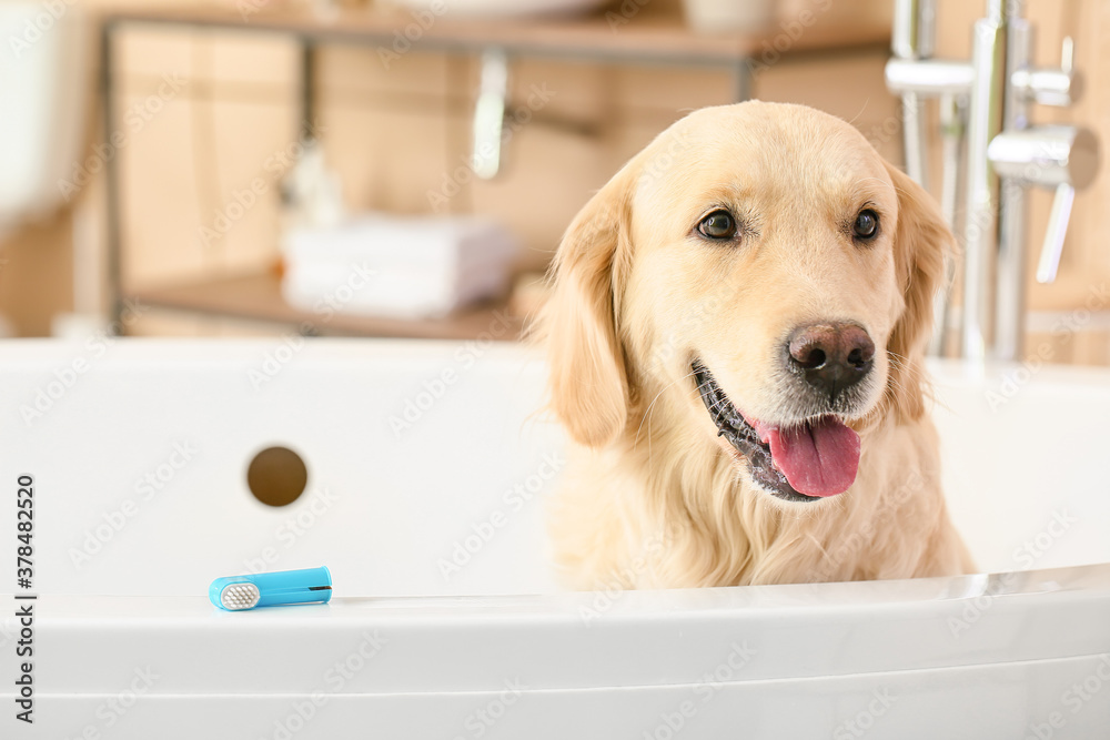 Cute dog with tooth brush in bathroom