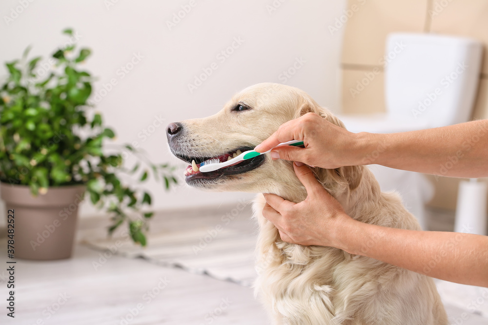 Owner brushing teeth of cute dog at home