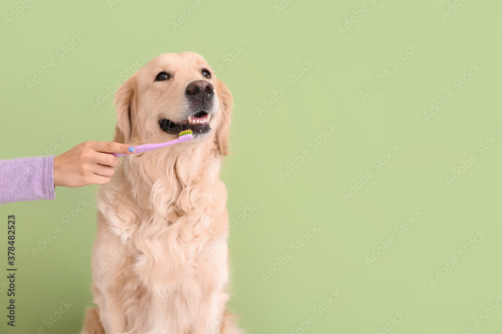 Owner brushing teeth of cute dog against color background