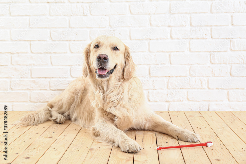 Cute dog with tooth brush near brick wall