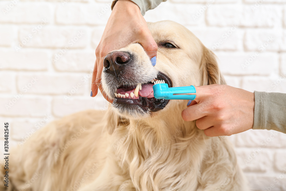 Owner brushing teeth of cute dog at home