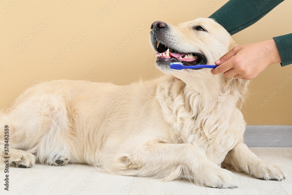 Owner brushing teeth of cute dog at home