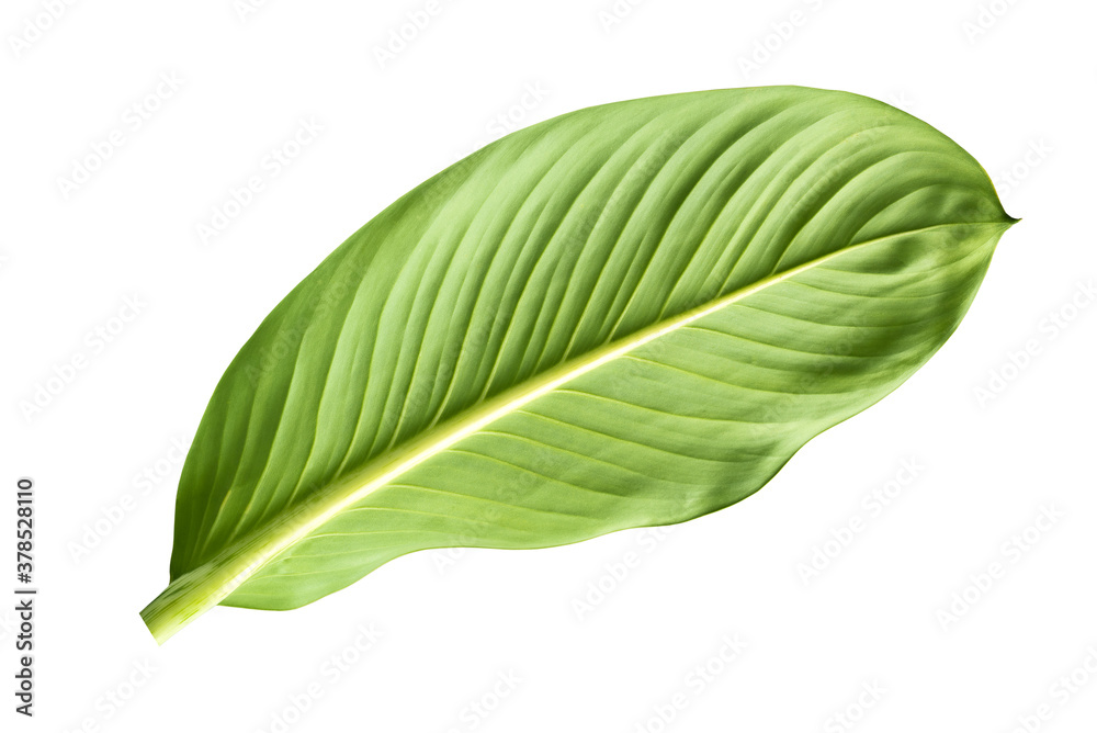 green leaf isolated on white