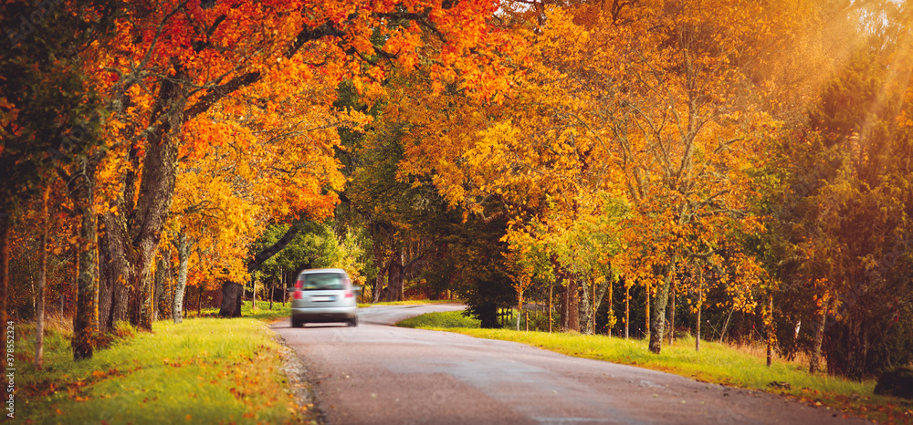 old asphalt road with beautiful trees in autumn