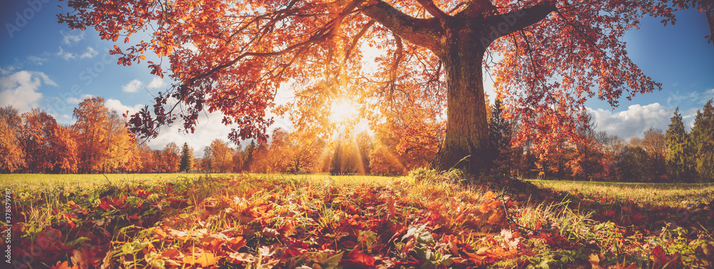 trees in the park in autumn on sunny day