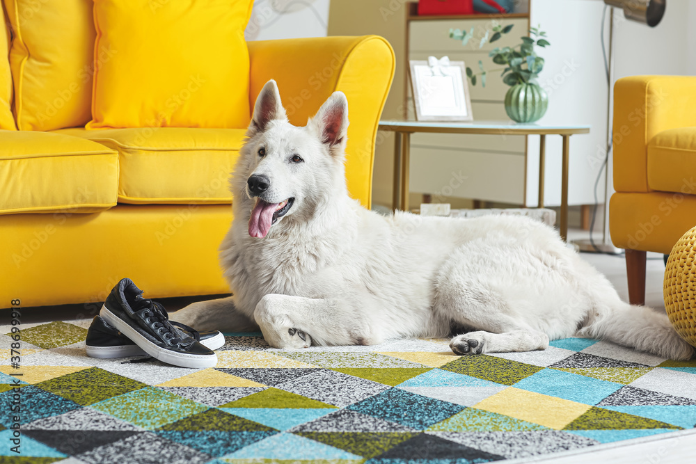 Funny naughty dog playing with shoes at home