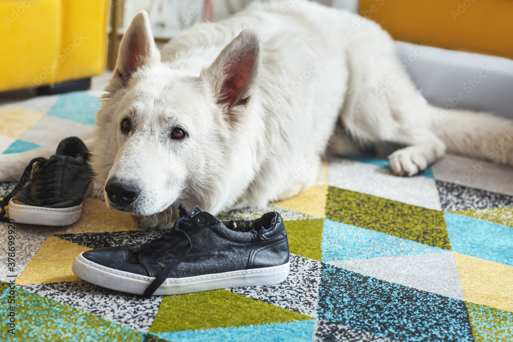 Funny naughty dog playing with shoes at home