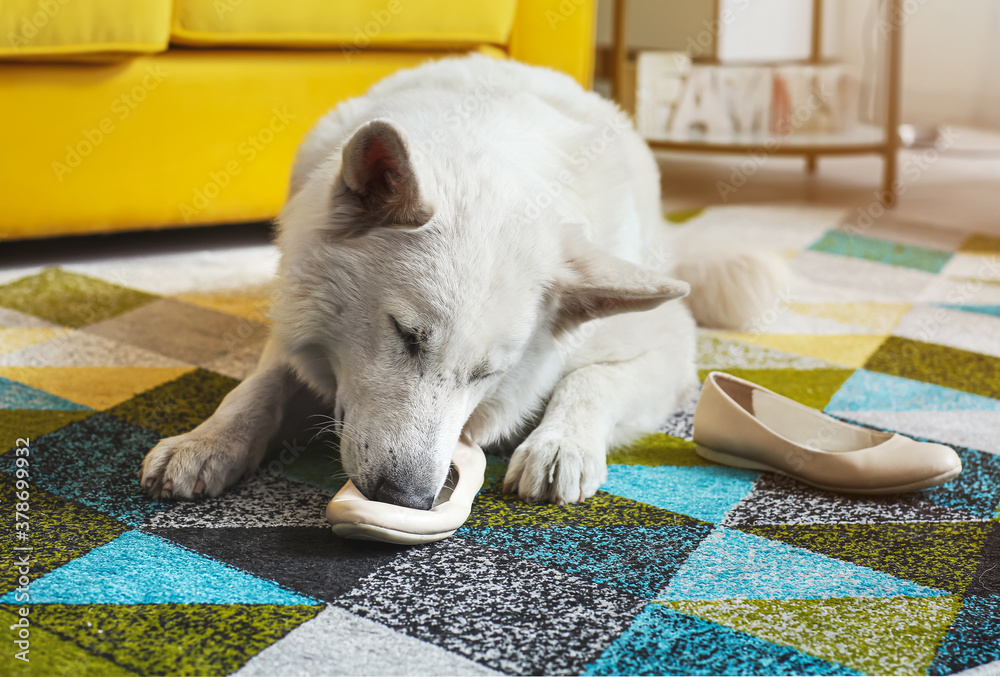 Funny naughty dog playing with shoes at home