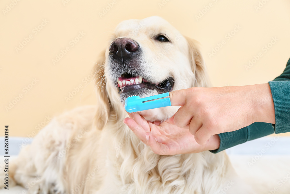 Owner brushing teeth of cute dog at home