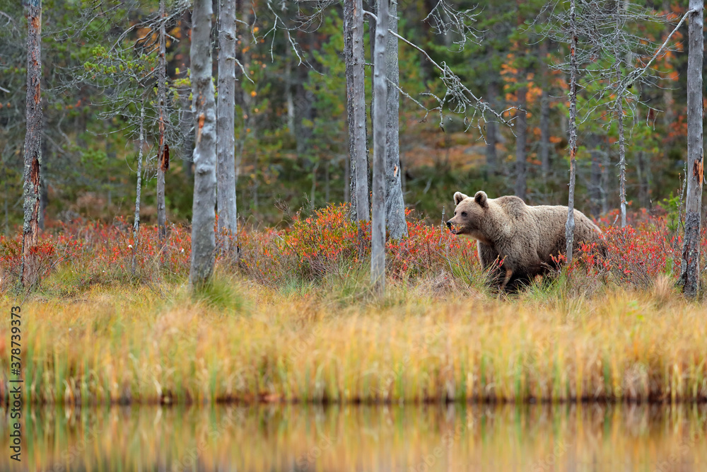 Bear in yellow forest. Autumn trees with bear. Beautiful brown bear walking around lake, fall colour