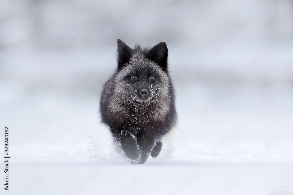 Black silver fox, vulpes vultes, rare form. Black animal in white snow. Winter scene with nice cute 