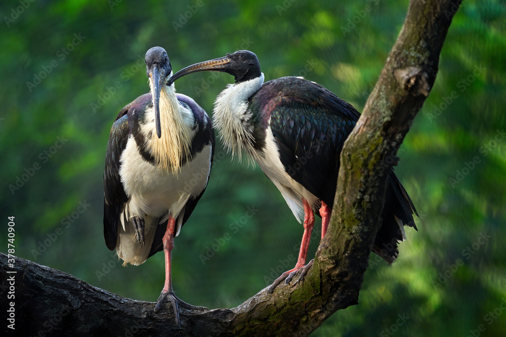 Straw-necked ibis, Threskiornis spinicollis, detail portrait of bird from Australia. Bird in the nat