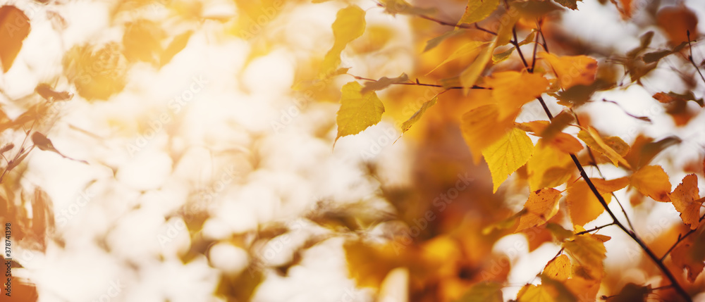 trees with multicolored leaves on the grass in the park