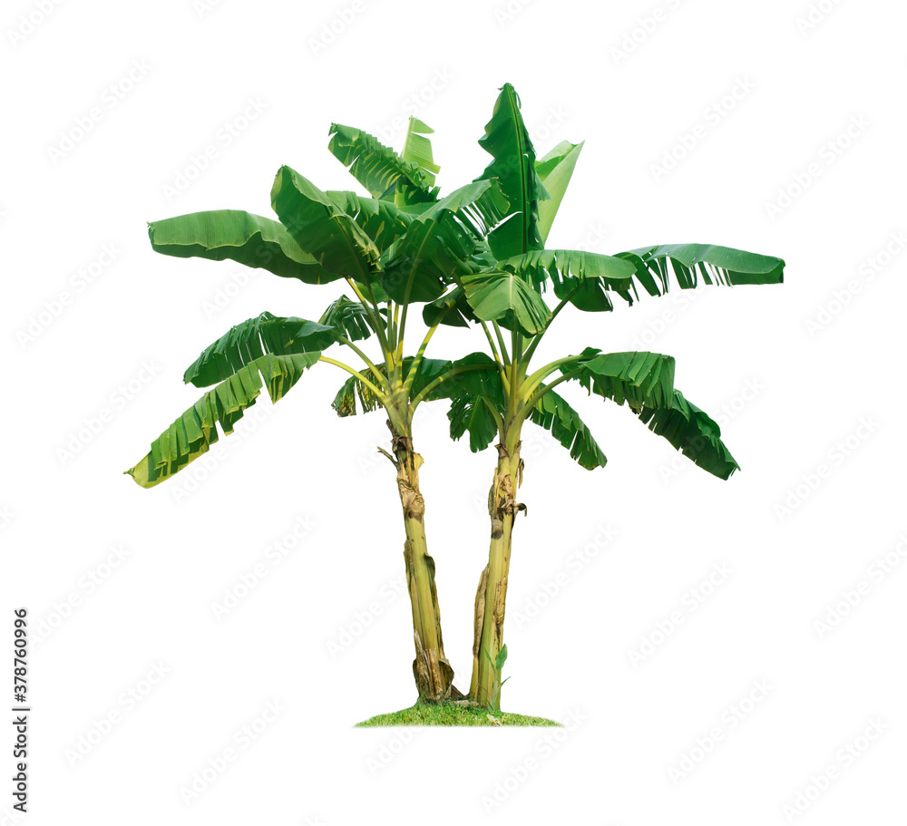 Banana tree isolated on white background with clipping paths for garden design