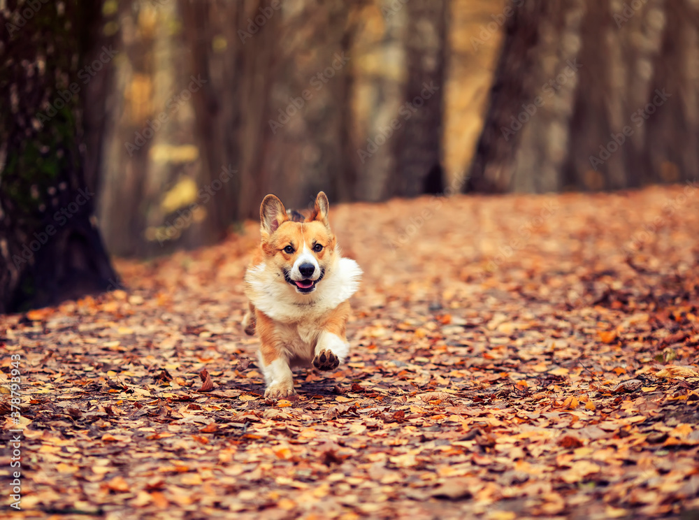 smiling dog puppy Corgi runs in the autumn Park on dry leaves