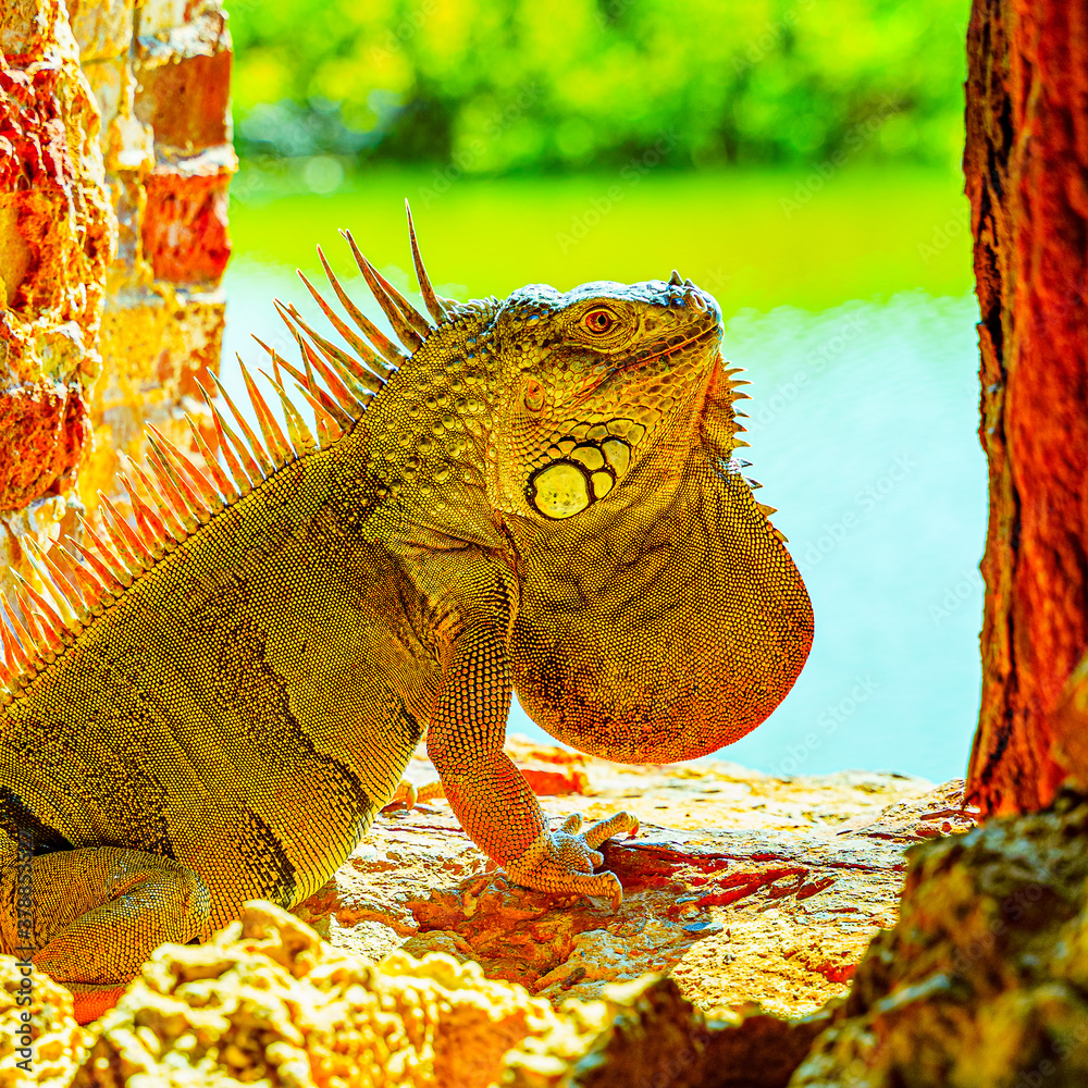 Green iguana, also known as the American iguana in the loophole of an ancient fort, the southernmost