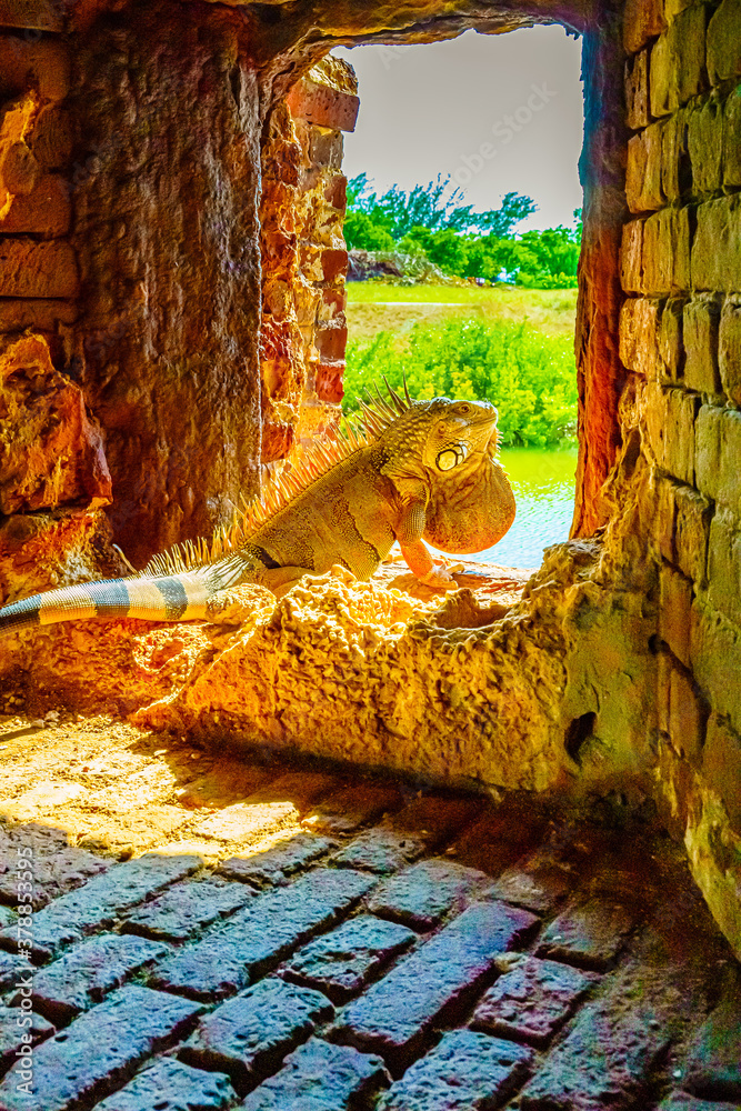 Green iguana, also known as the American iguana in the loophole of an ancient fort, the southernmost