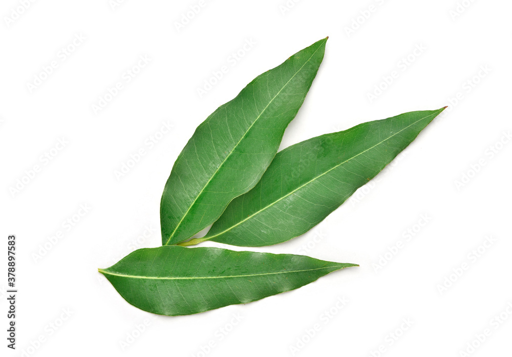 Eucalyptus leaves isolated on white background.