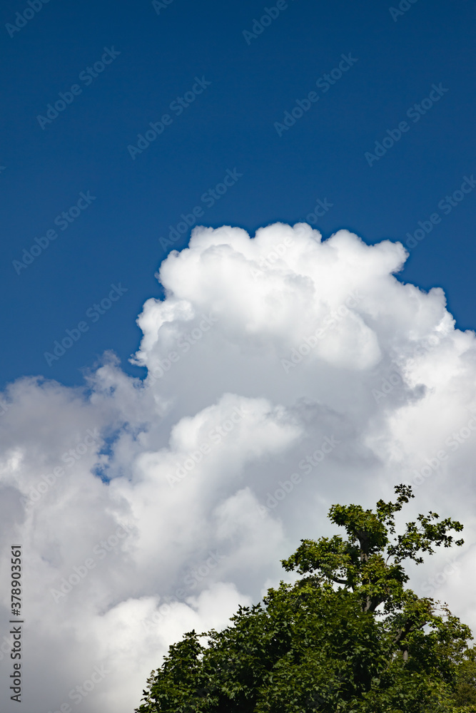 青空と新緑と雲