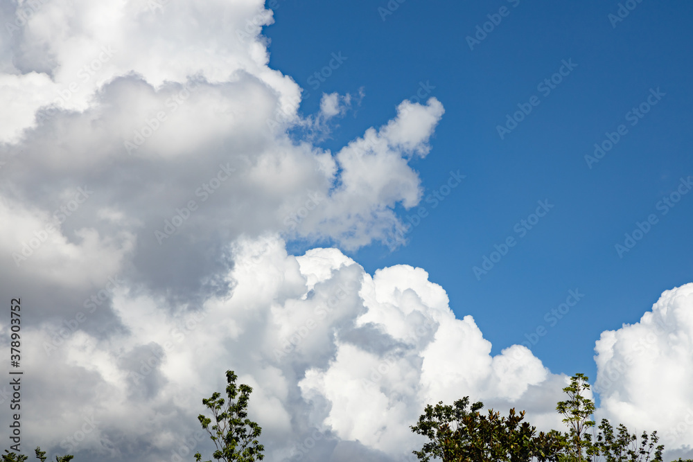 青空と新緑と雲