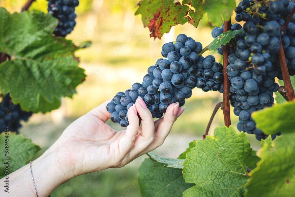 Female hand holding ripe grapes in vineyard. Grapevine is ready for autumn harvest