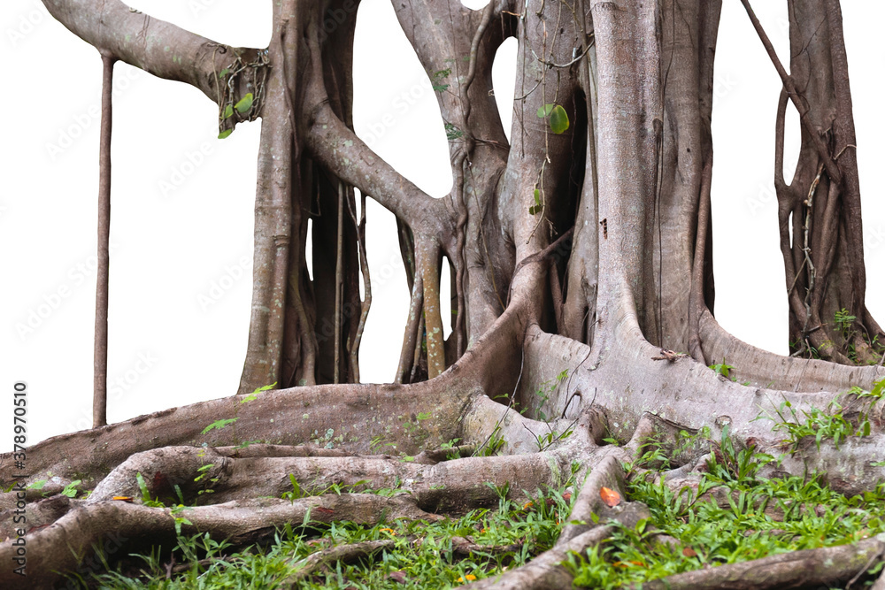 root and tree trunks isolate on white background