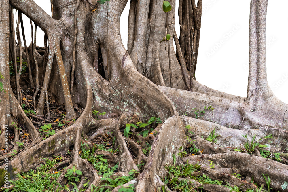 root and tree trunks isolate on white background