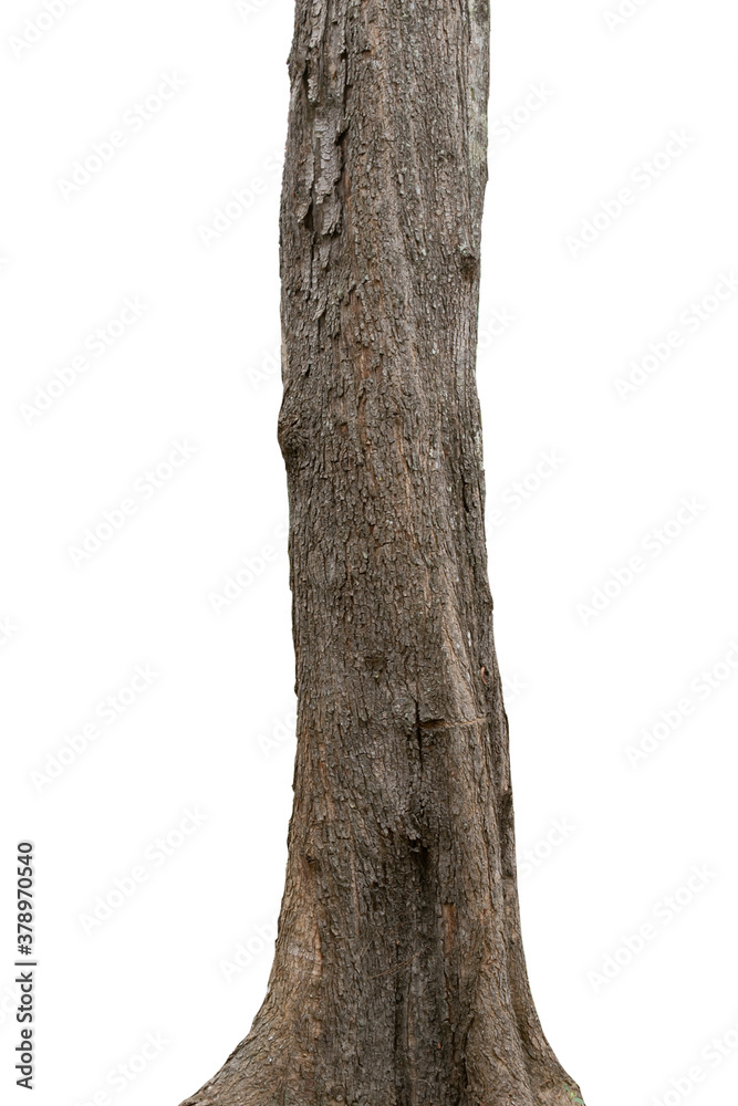 tropical tree trunks isolate on white background