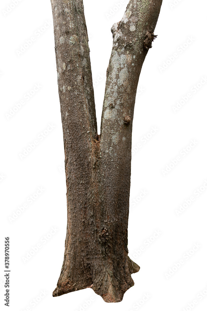 big tree trunks isolate on white background