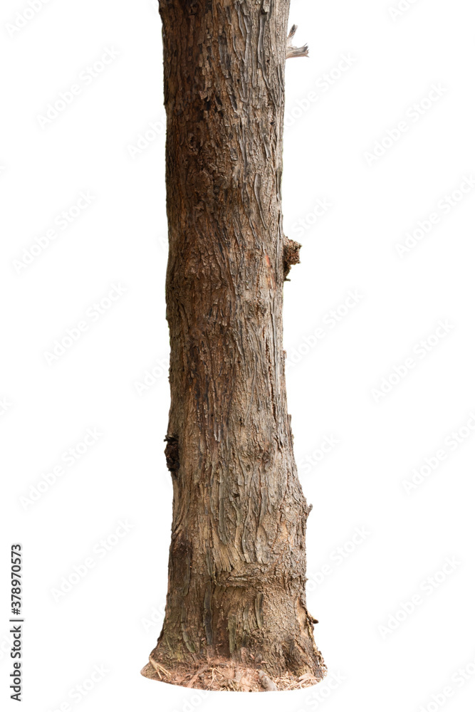 big tree trunks isolate on white background