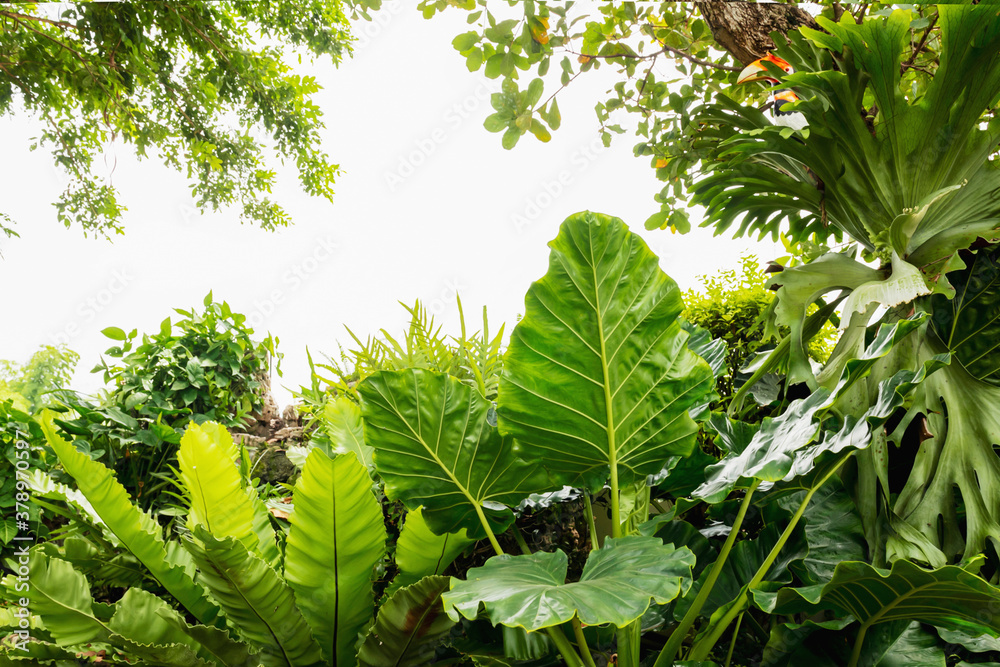 花园里的绿叶植物